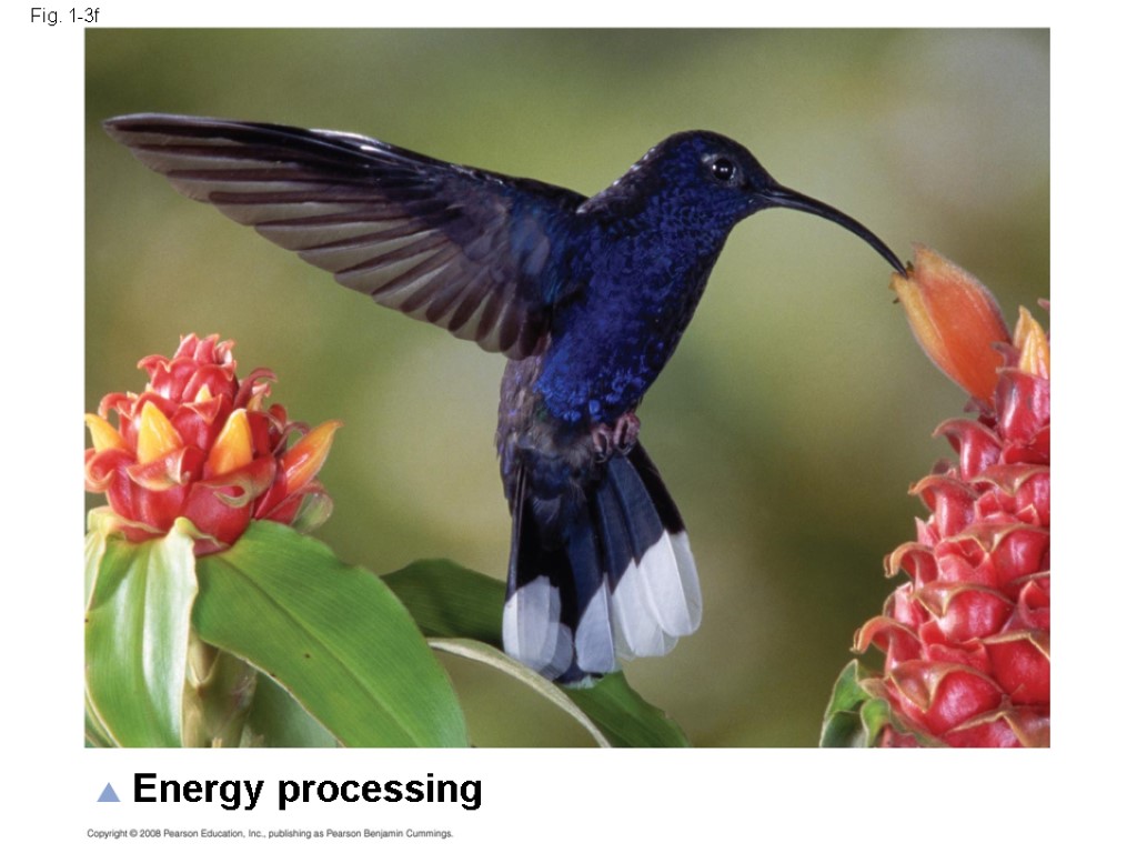 Fig. 1-3f Energy processing